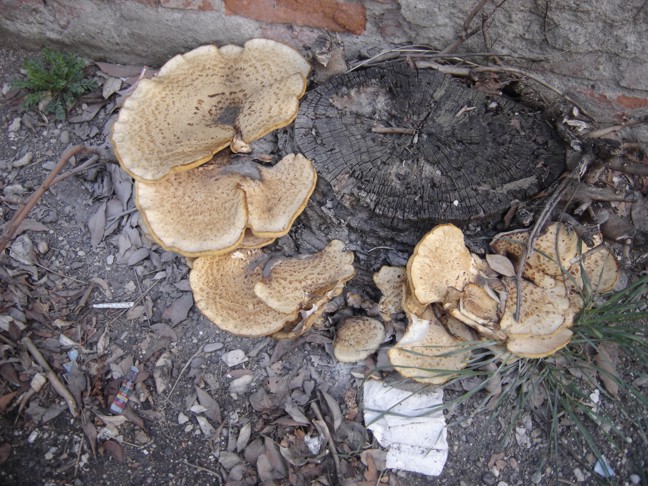 Quando la natura non va in ferie (Polyporus squamosus)